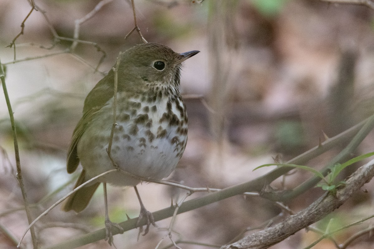 Hermit Thrush - ML618052499