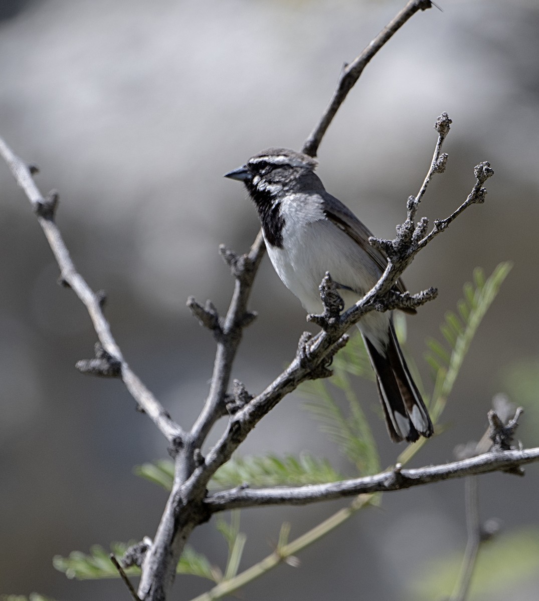 Black-throated Sparrow - ML618052518