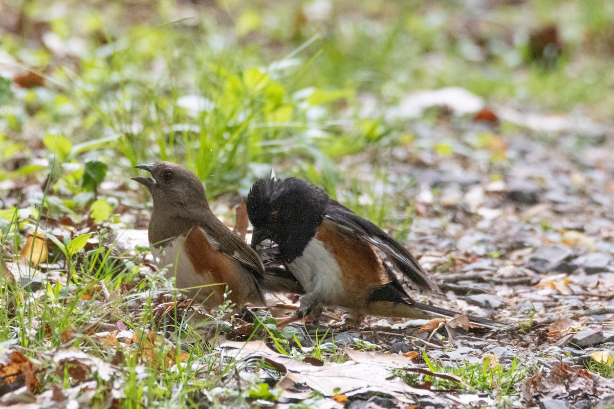 Eastern Towhee - ML618052528