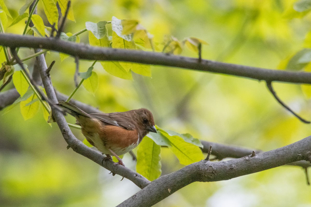 Eastern Towhee - ML618052529