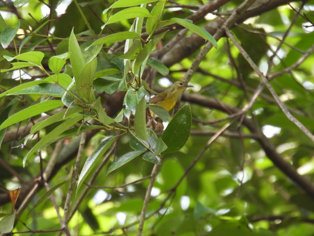 Brown-throated Sunbird - ML618052537