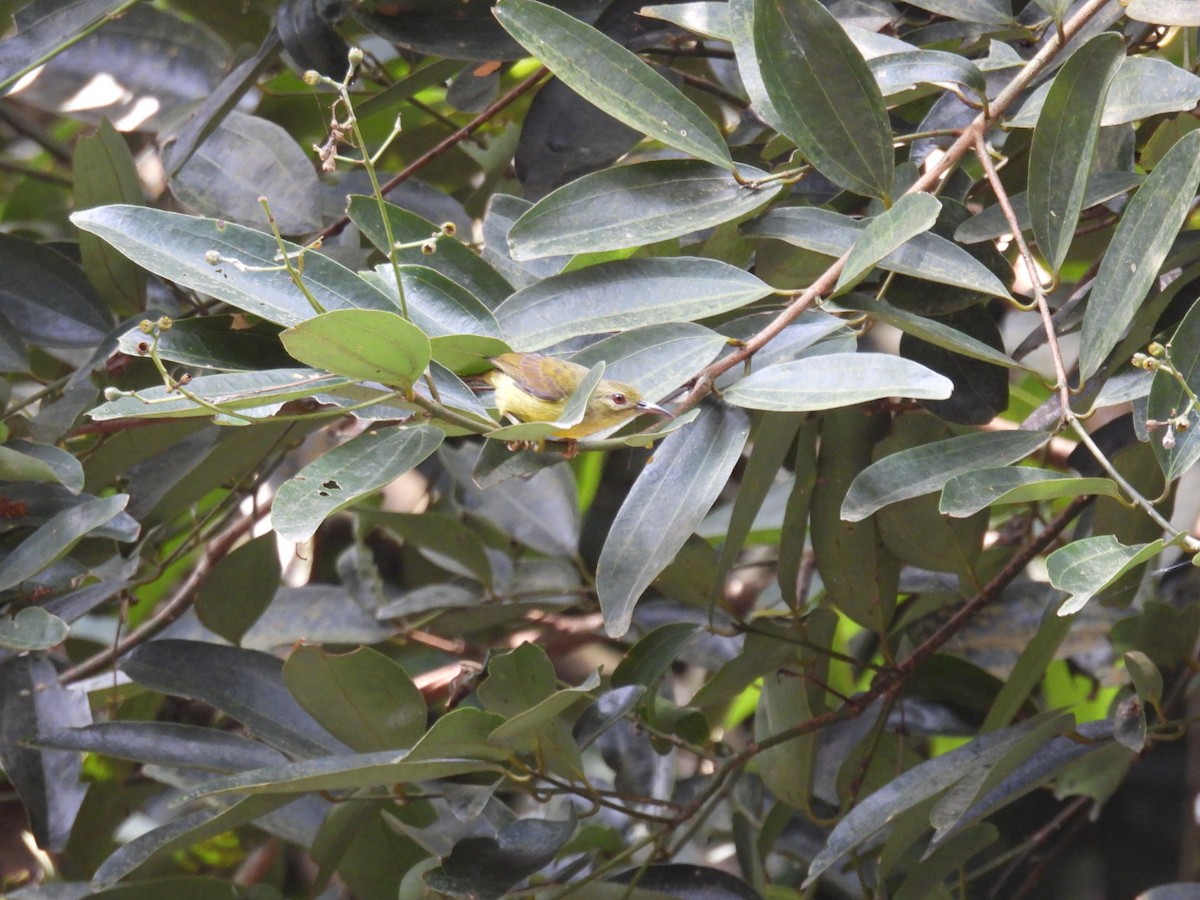 Brown-throated Sunbird - ML618052569