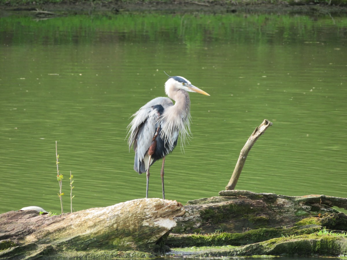 Great Blue Heron - Michael  Autin