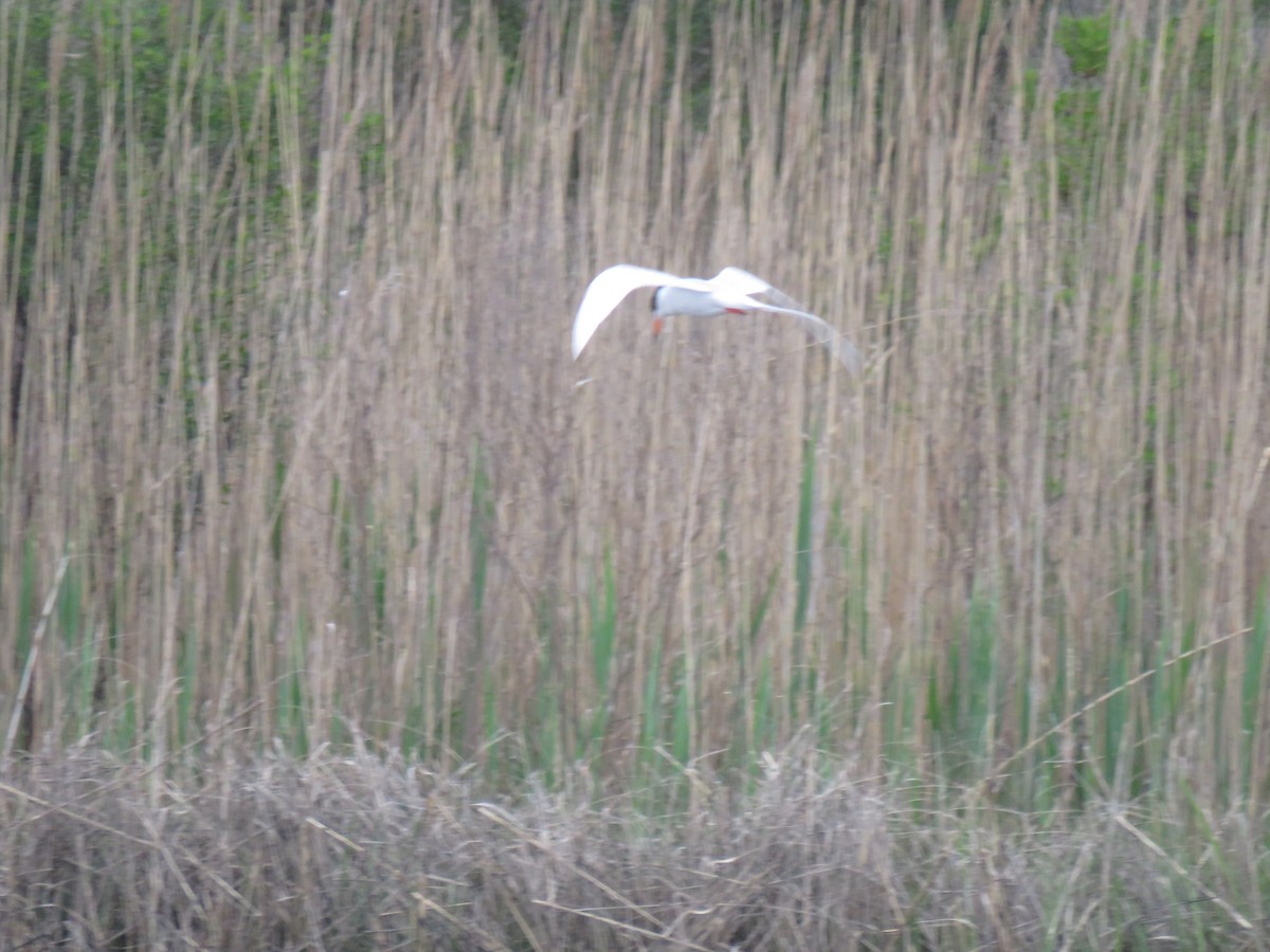 Forster's Tern - ML618052587