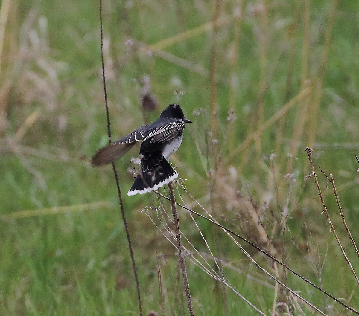 Eastern Kingbird - Wolfgang Oesterreich