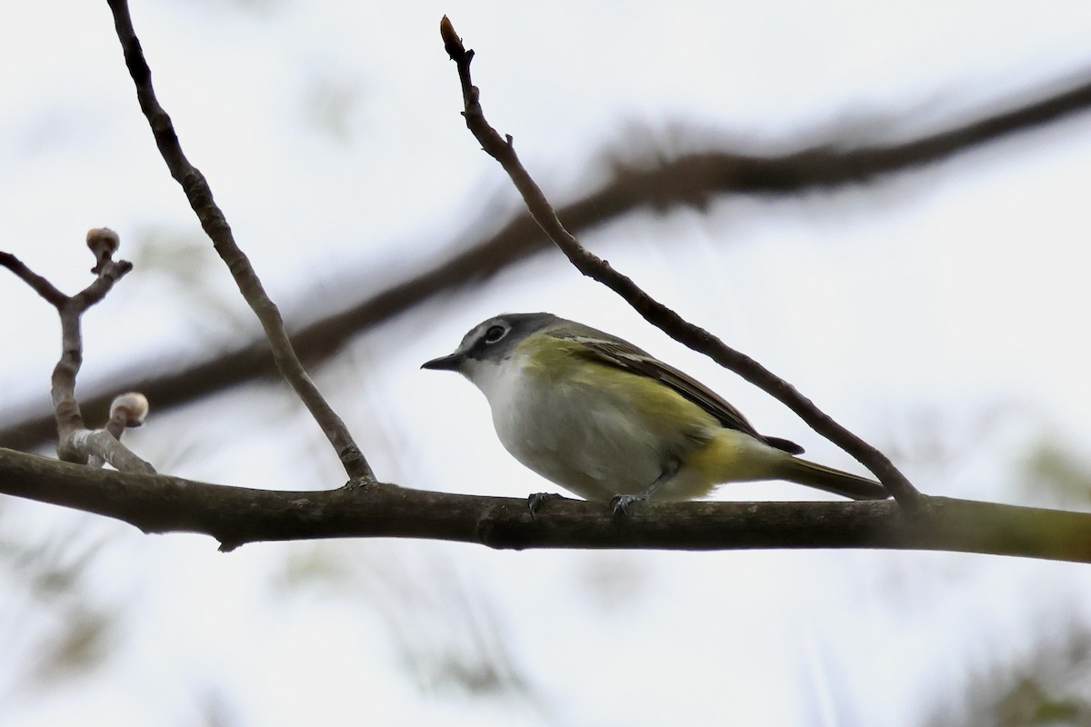 Mavi Başlı Vireo - ML618052628