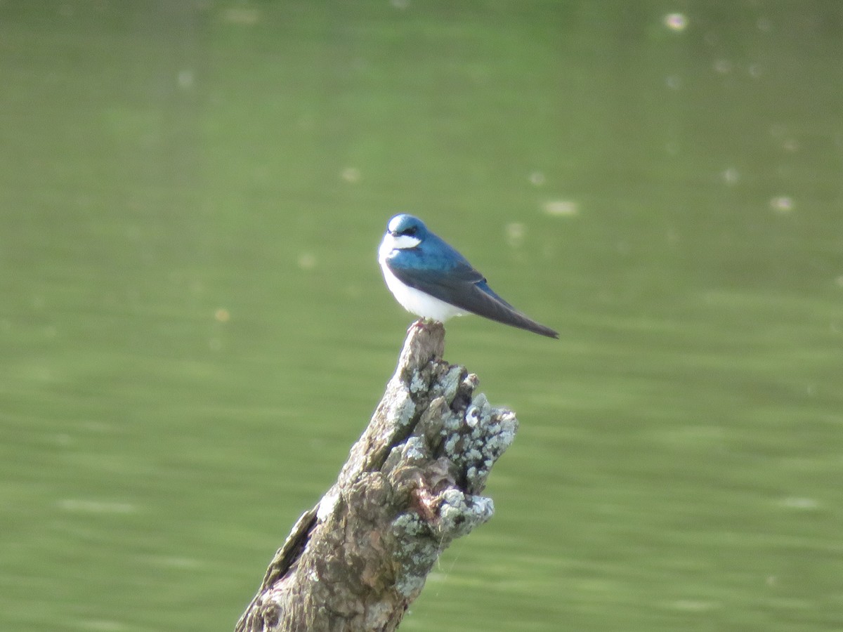 Tree Swallow - Michael  Autin