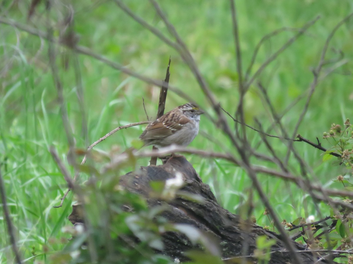 White-throated Sparrow - Curtis Mahon