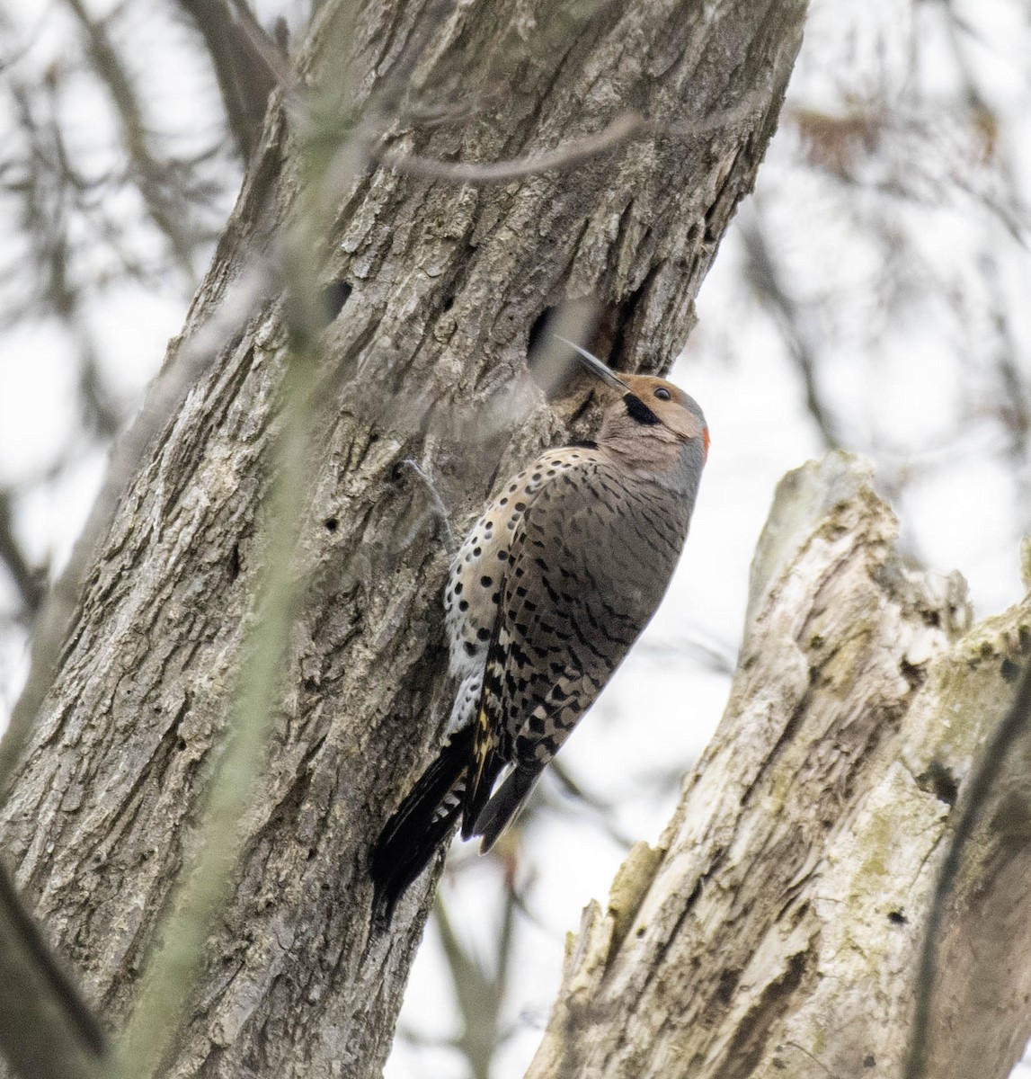 Northern Flicker - Estela Quintero-Weldon