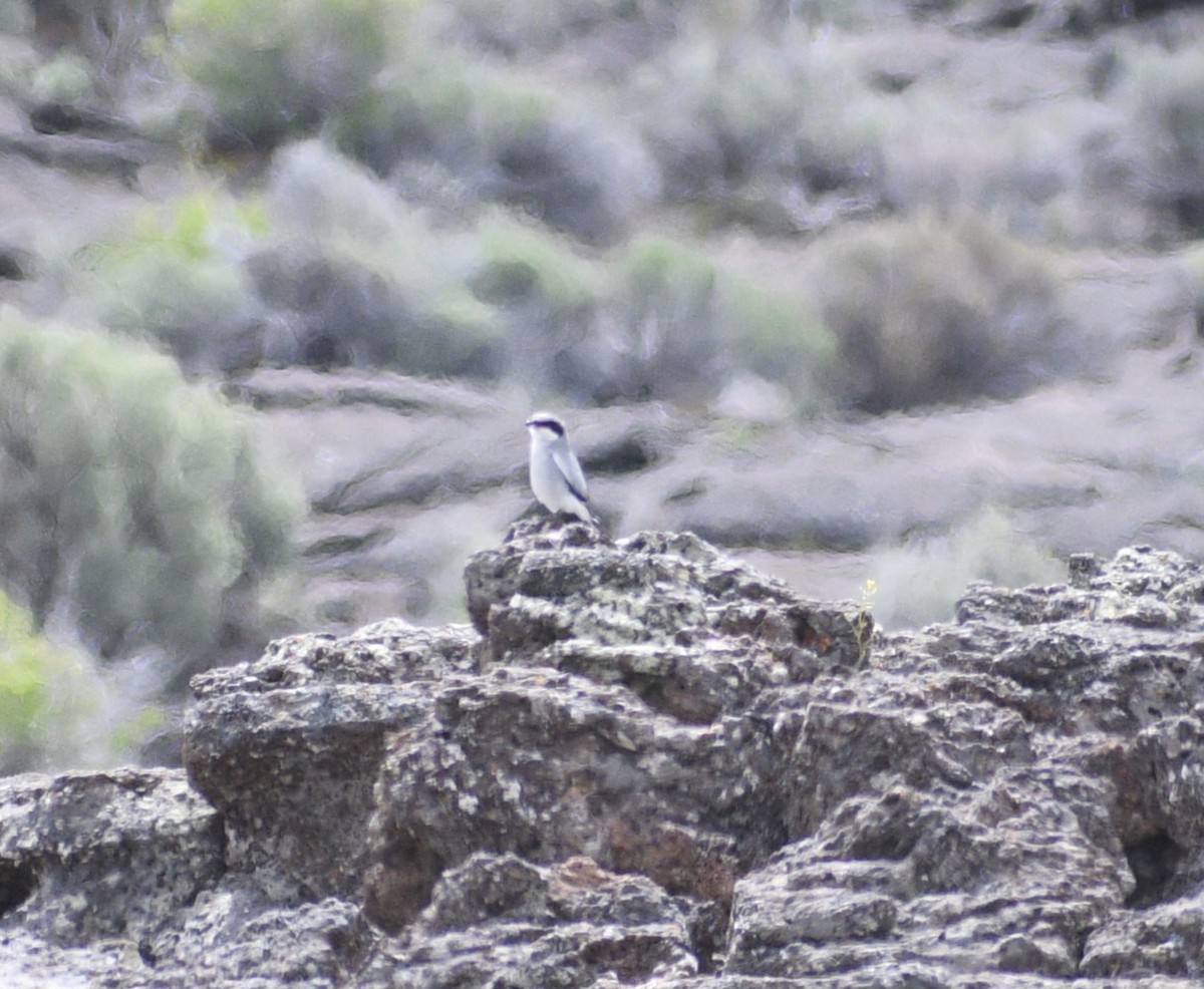 Loggerhead Shrike - ML618052743