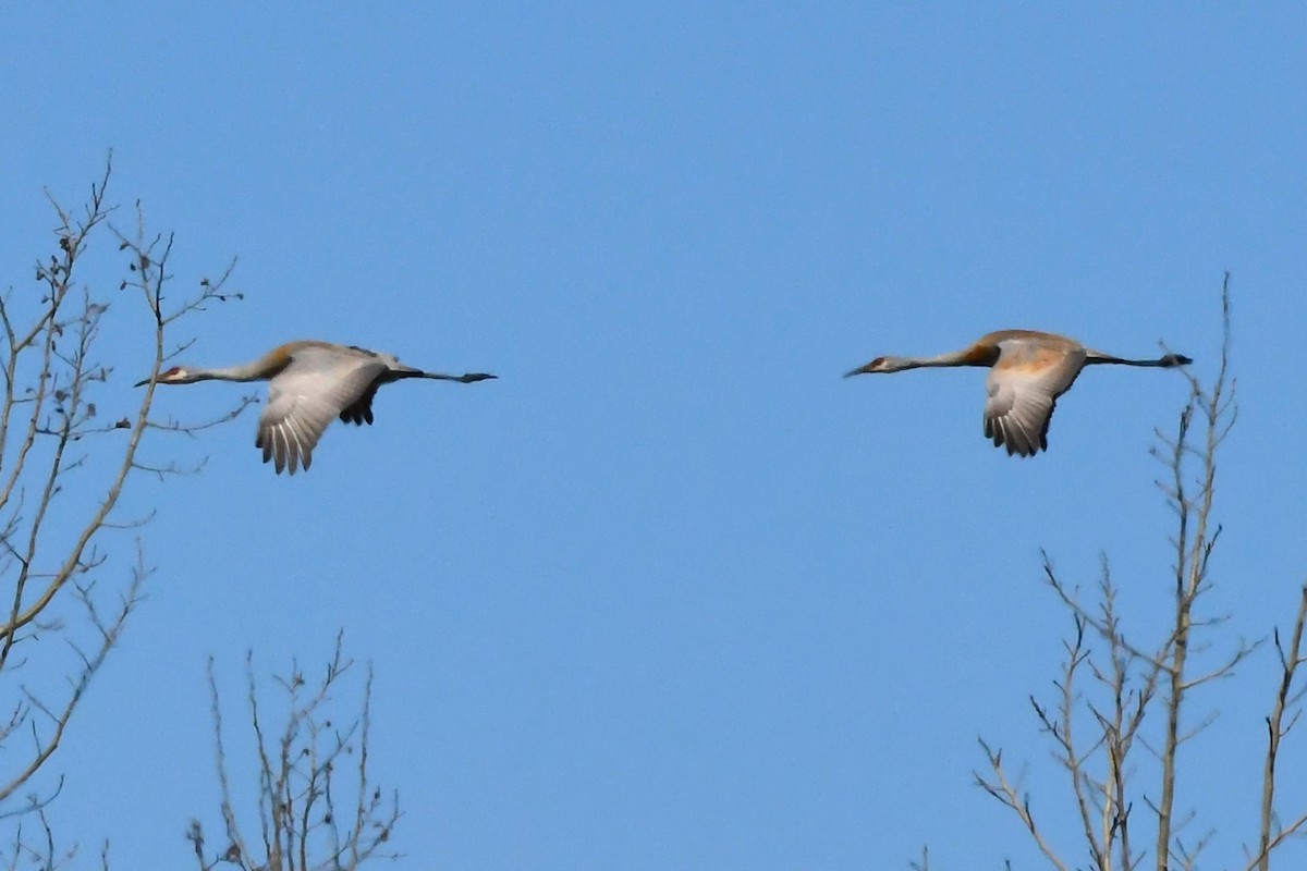 Sandhill Crane - ML618052753