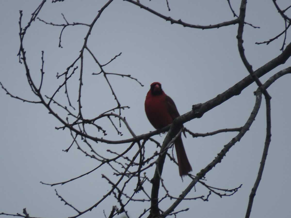 Northern Cardinal - Curtis Mahon