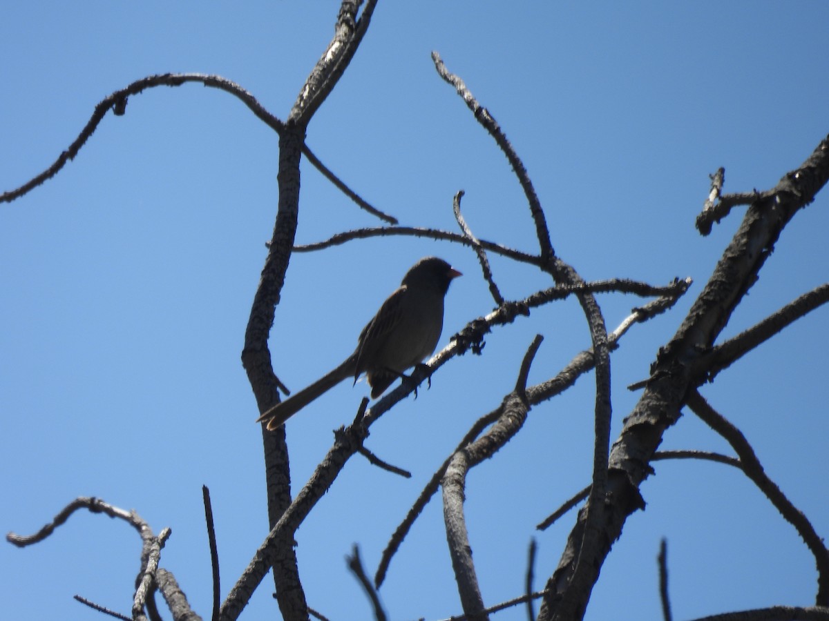 Black-chinned Sparrow - Jesús Contreras