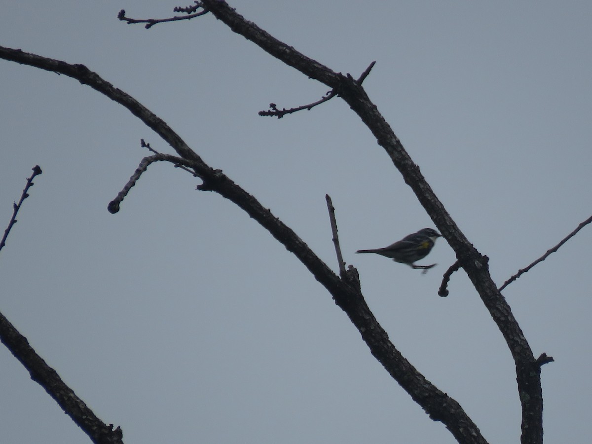 Yellow-rumped Warbler - ML618052802