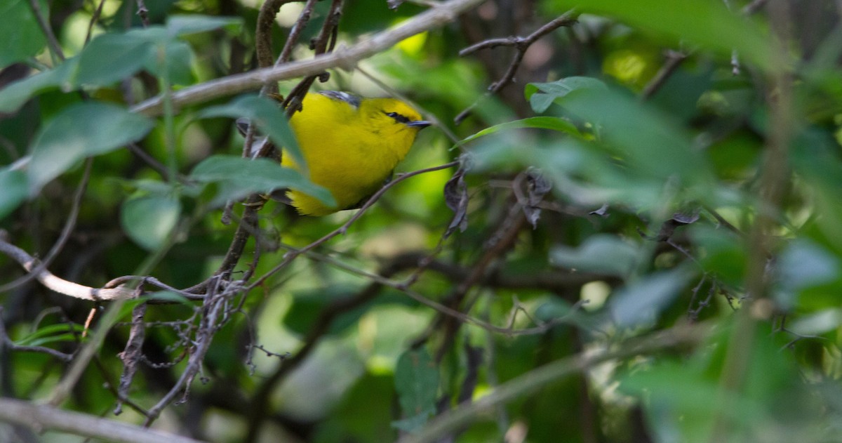 Blue-winged Warbler - Nathan Tea