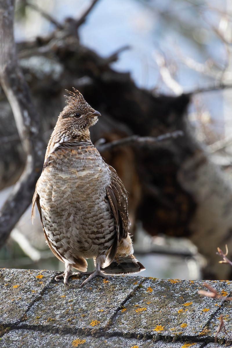 Ruffed Grouse - ML618052858