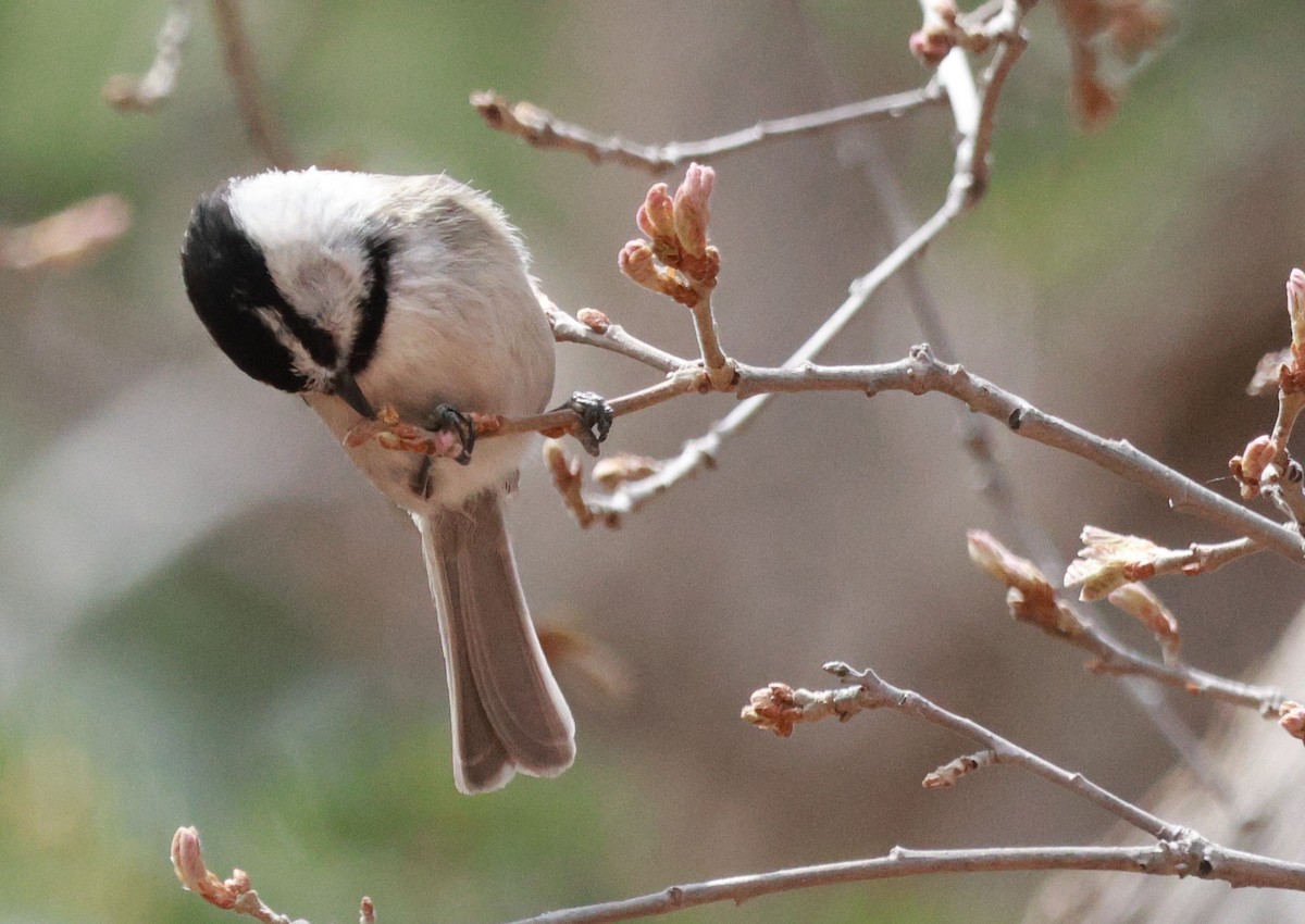 Mountain Chickadee - Lisa Manzi