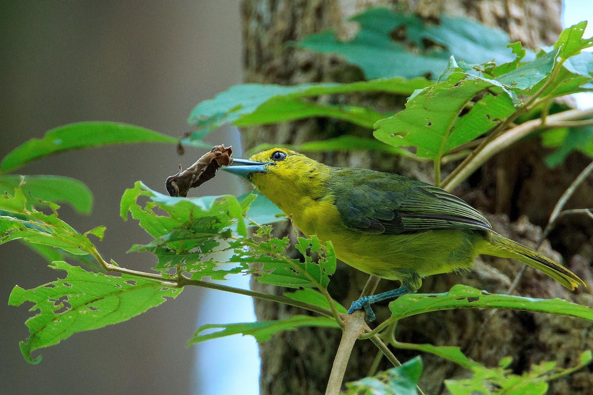 Great Iora - 独行虾 Bird.soong