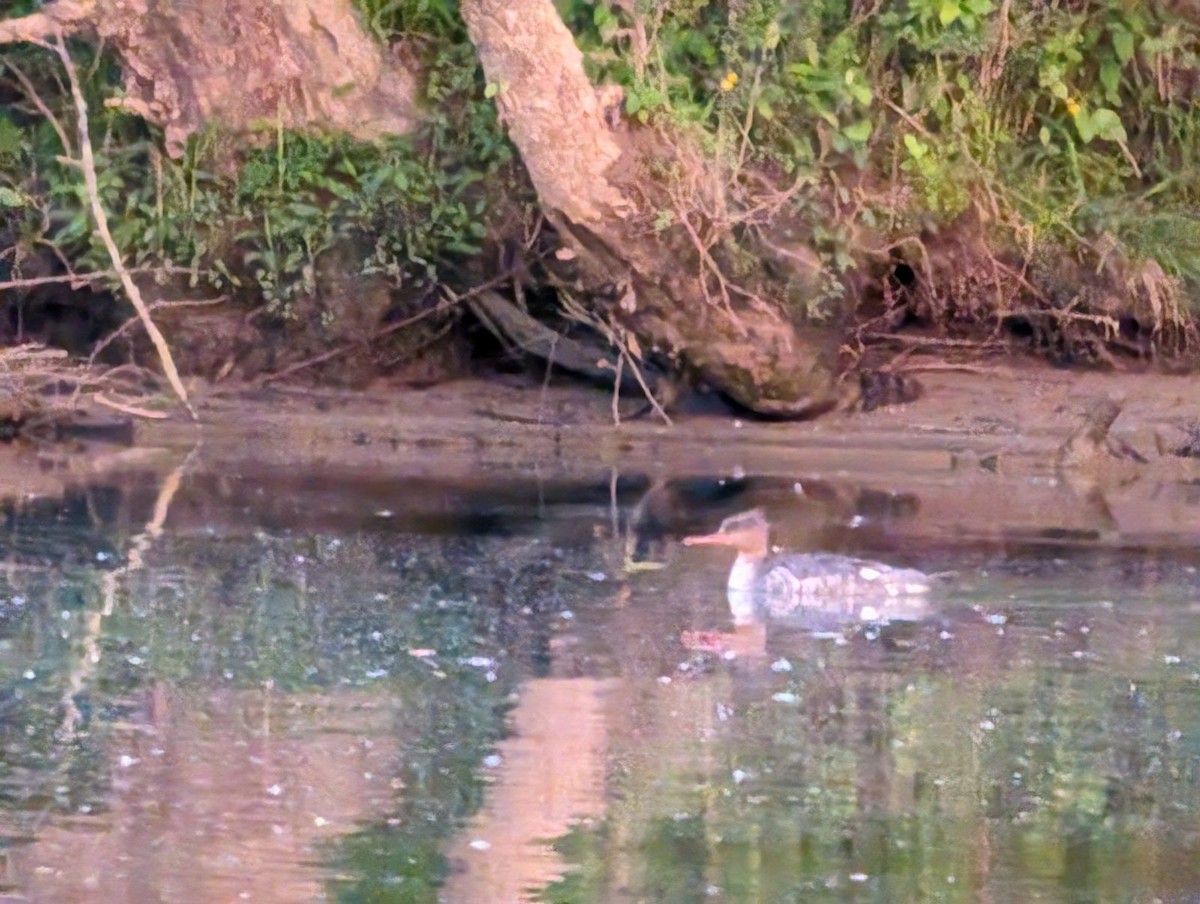 Red-breasted Merganser - Dottie Head