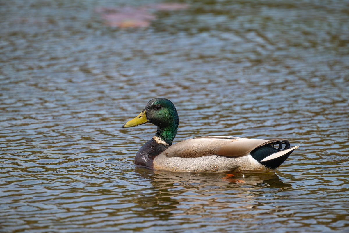 Mallard - ML618052905