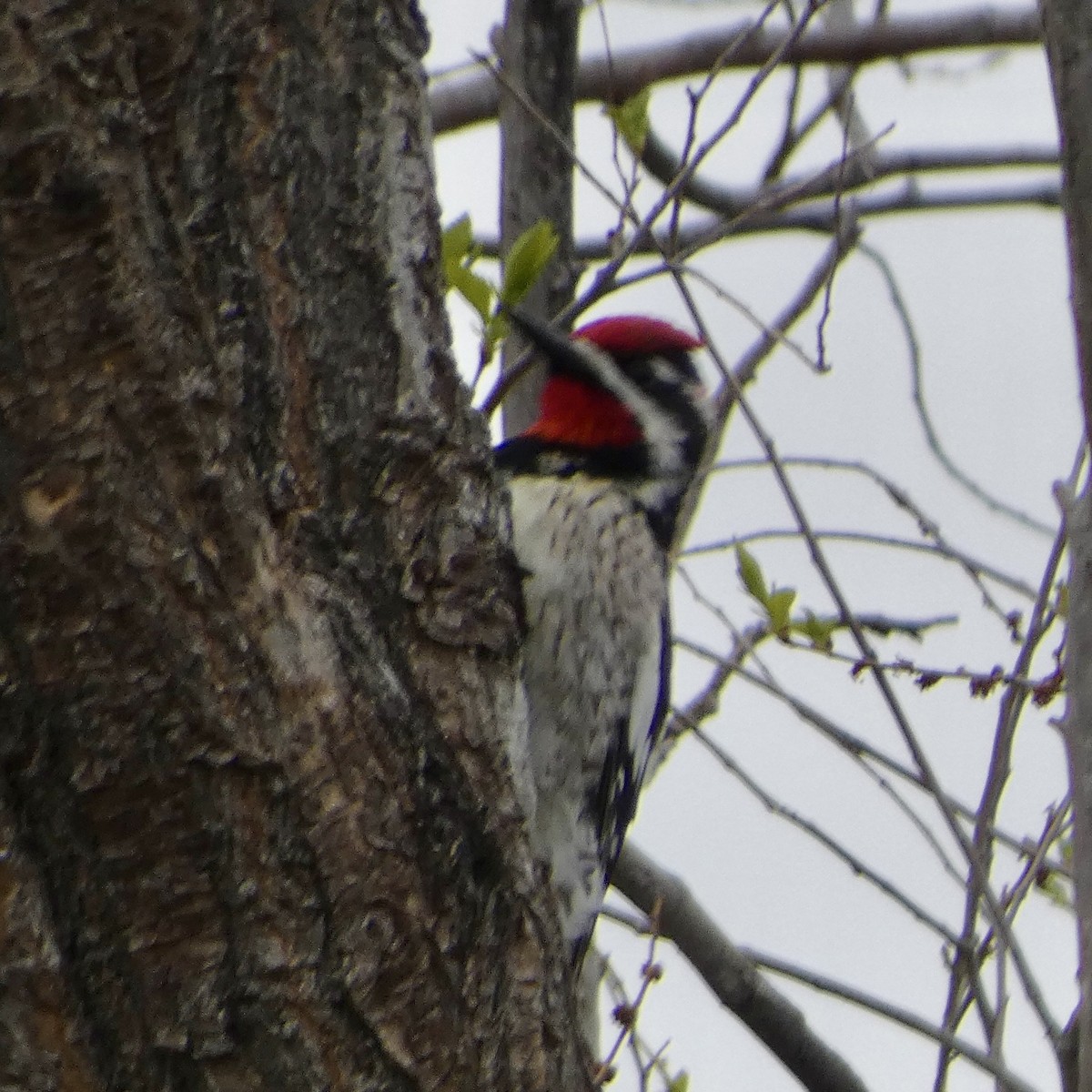 Red-naped Sapsucker - ML618052941