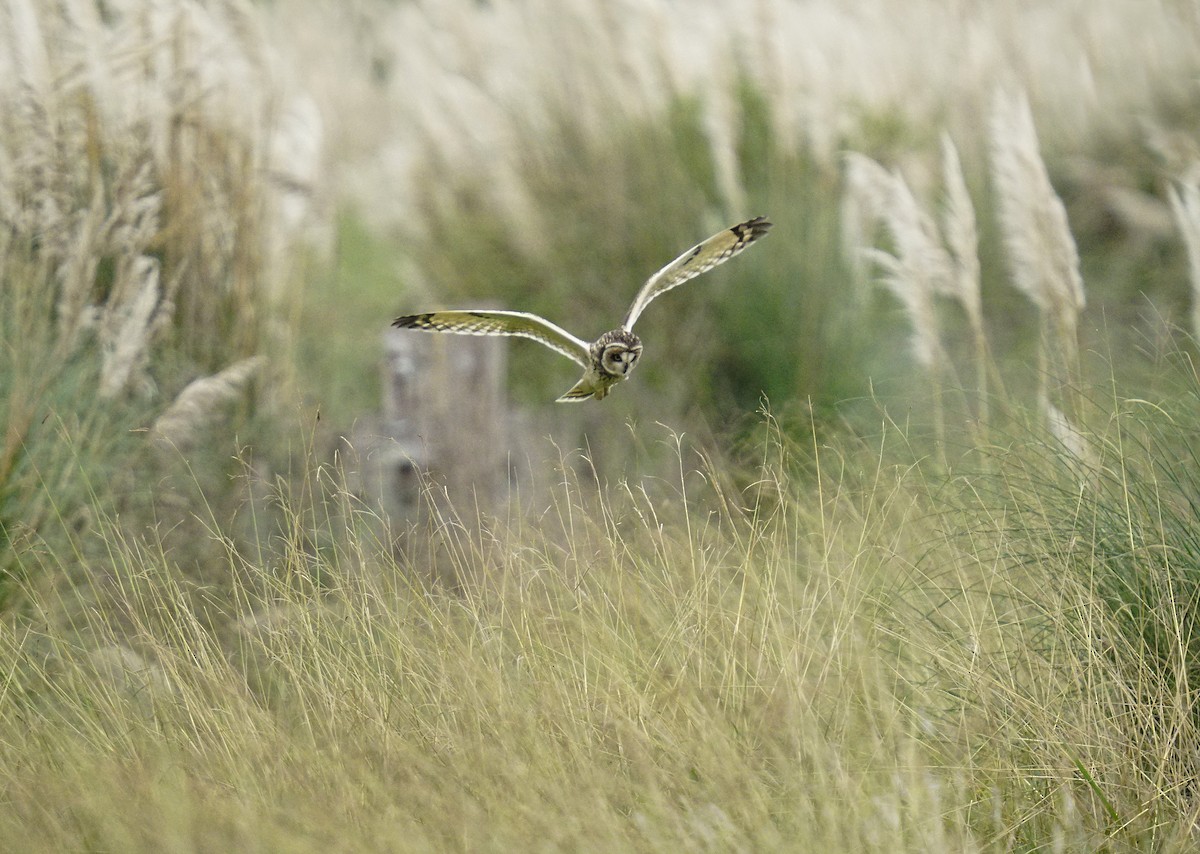 Short-eared Owl - Adrian Antunez