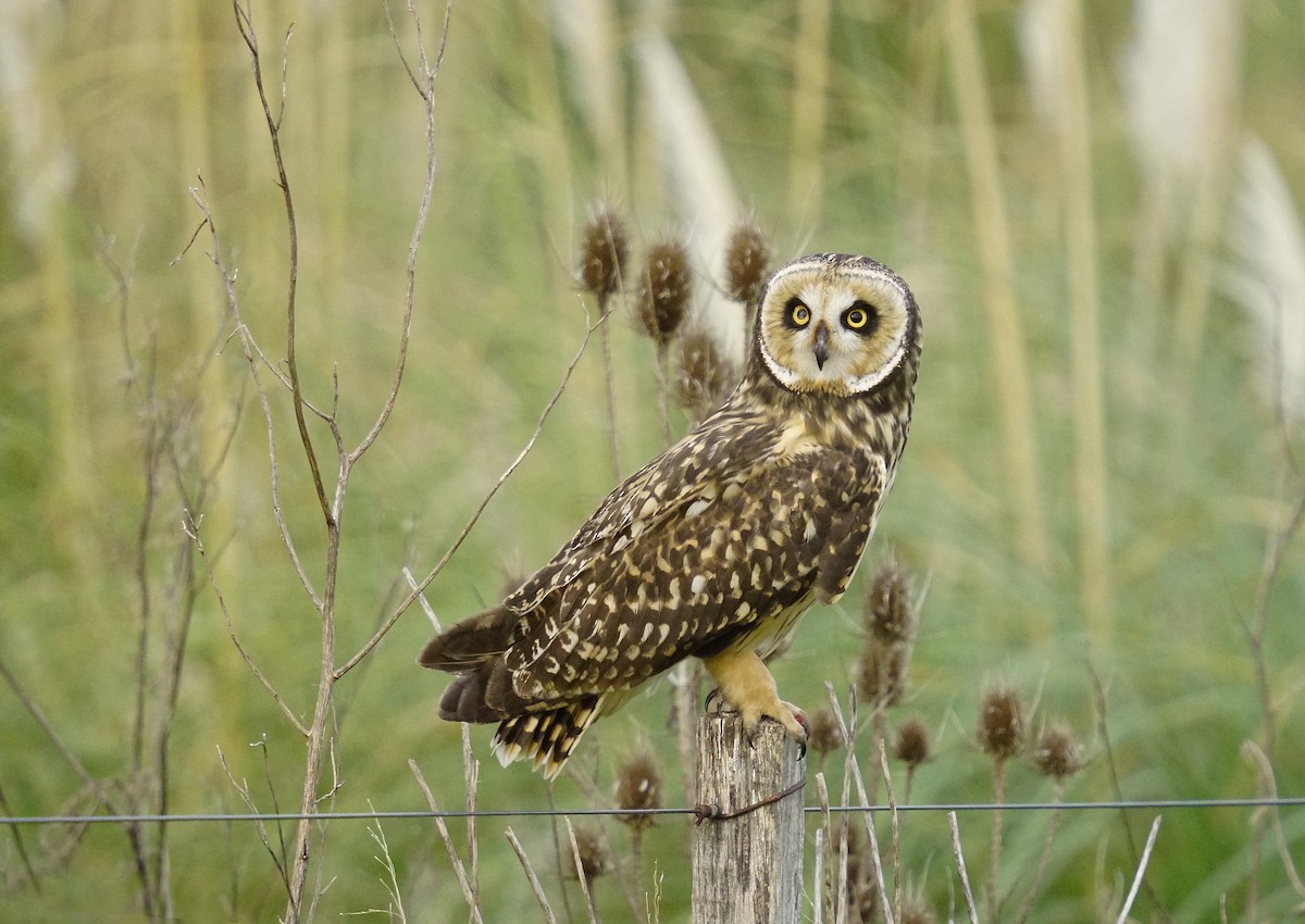 Short-eared Owl - Adrian Antunez