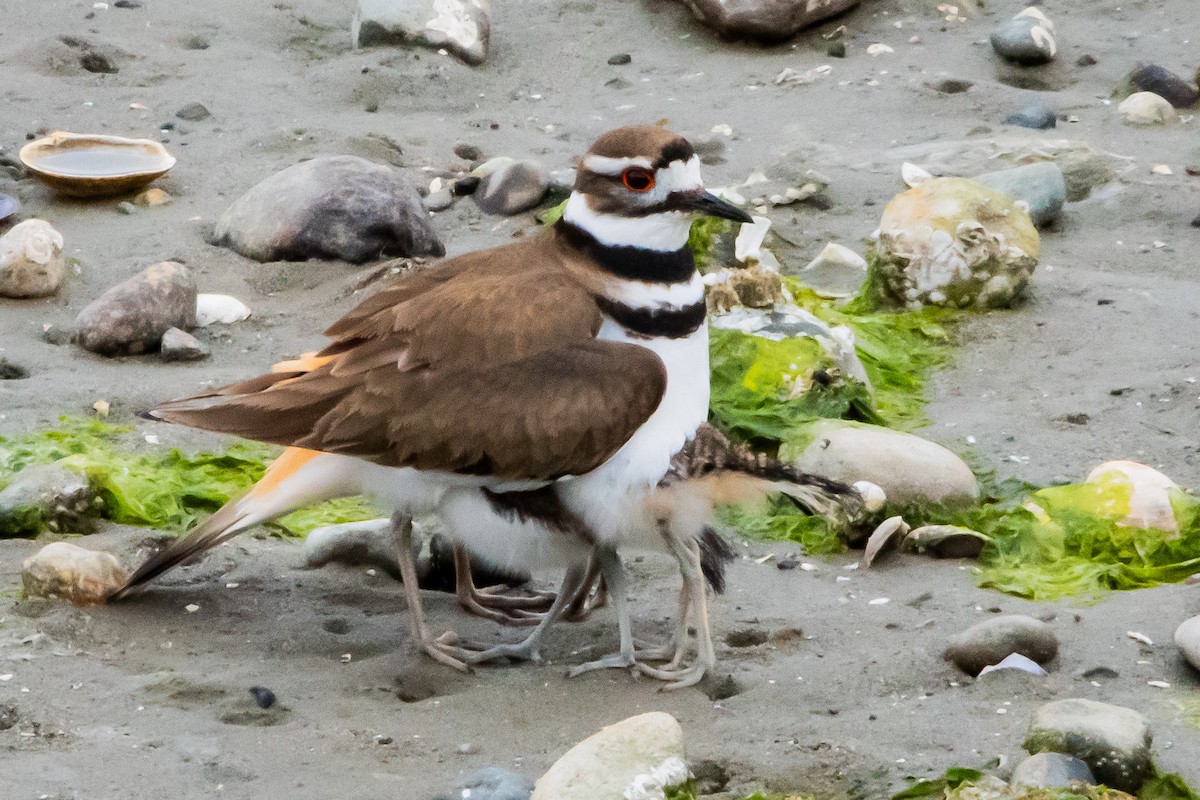 Killdeer - ML618052977