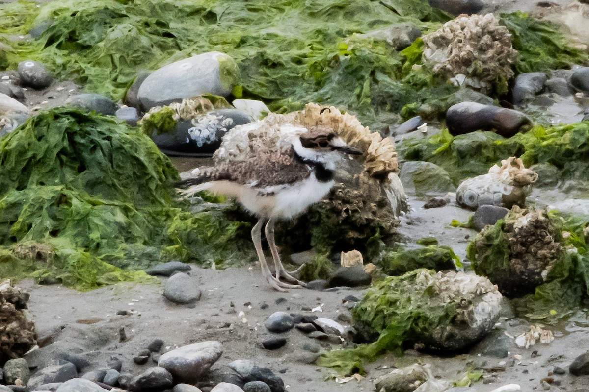 Killdeer - Brandon Lloyd