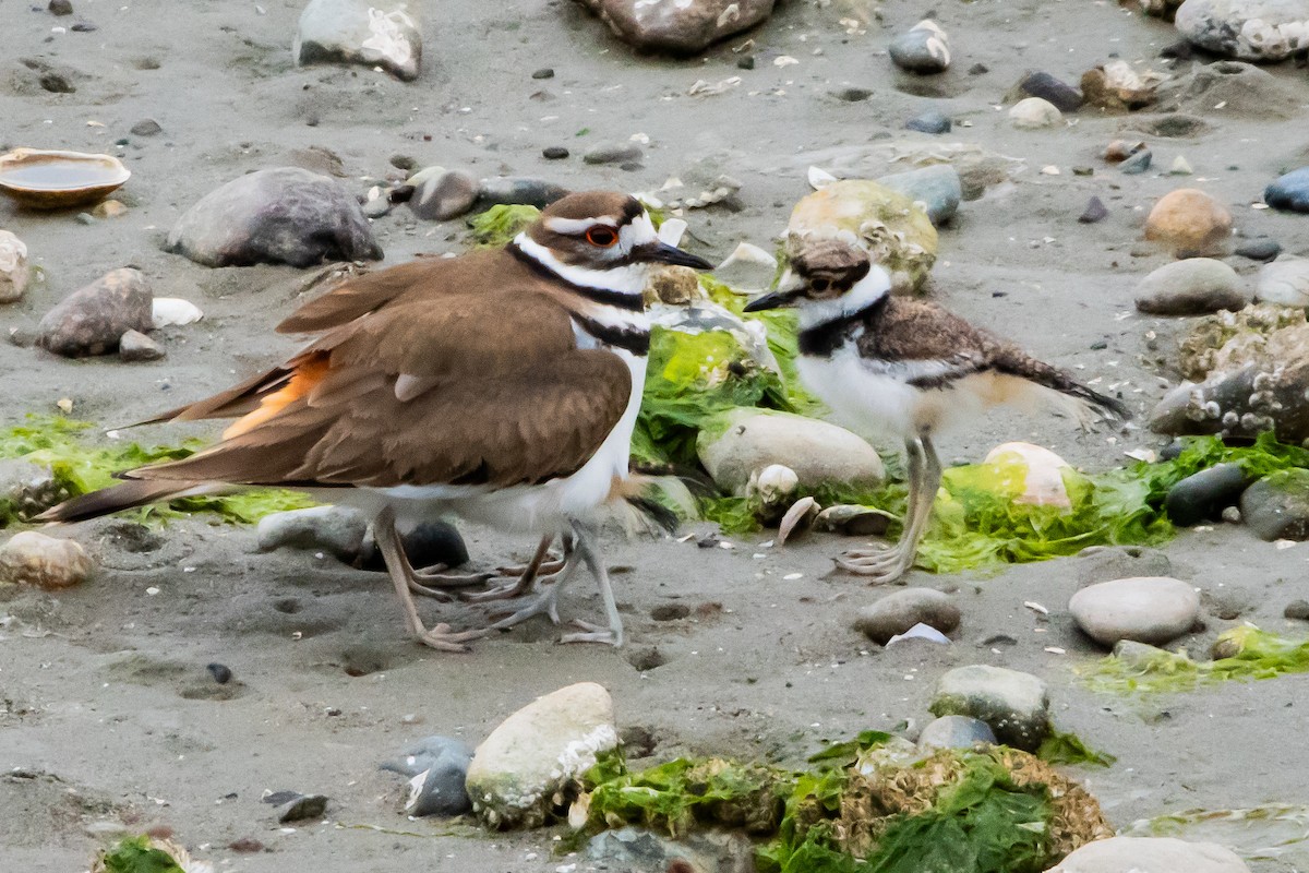 Killdeer - ML618052981