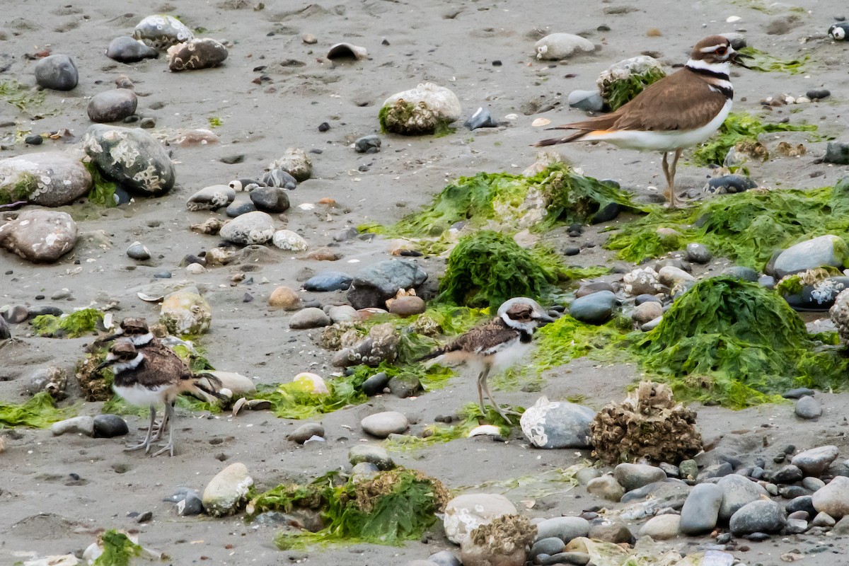 Killdeer - Brandon Lloyd