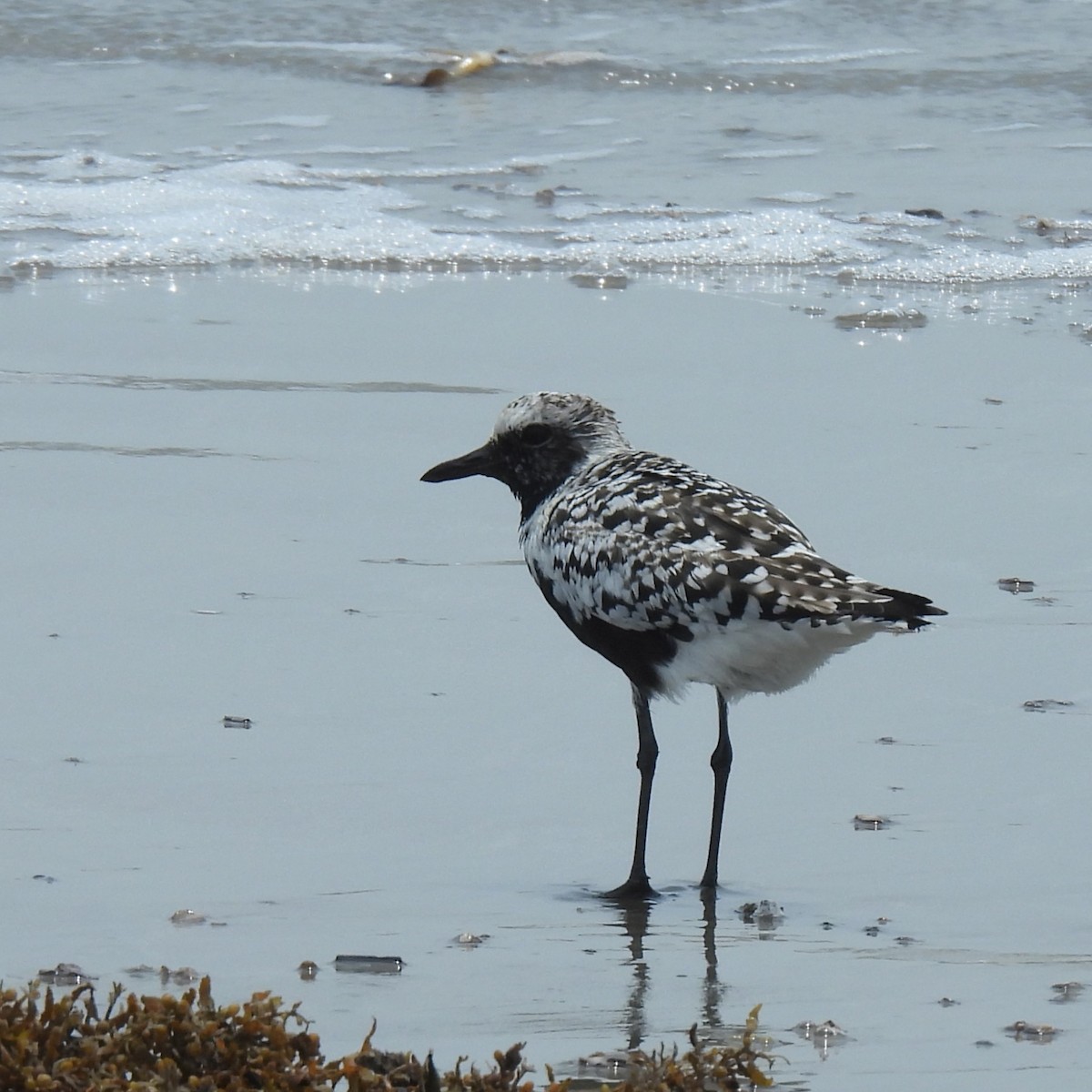 Black-bellied Plover - ML618053003