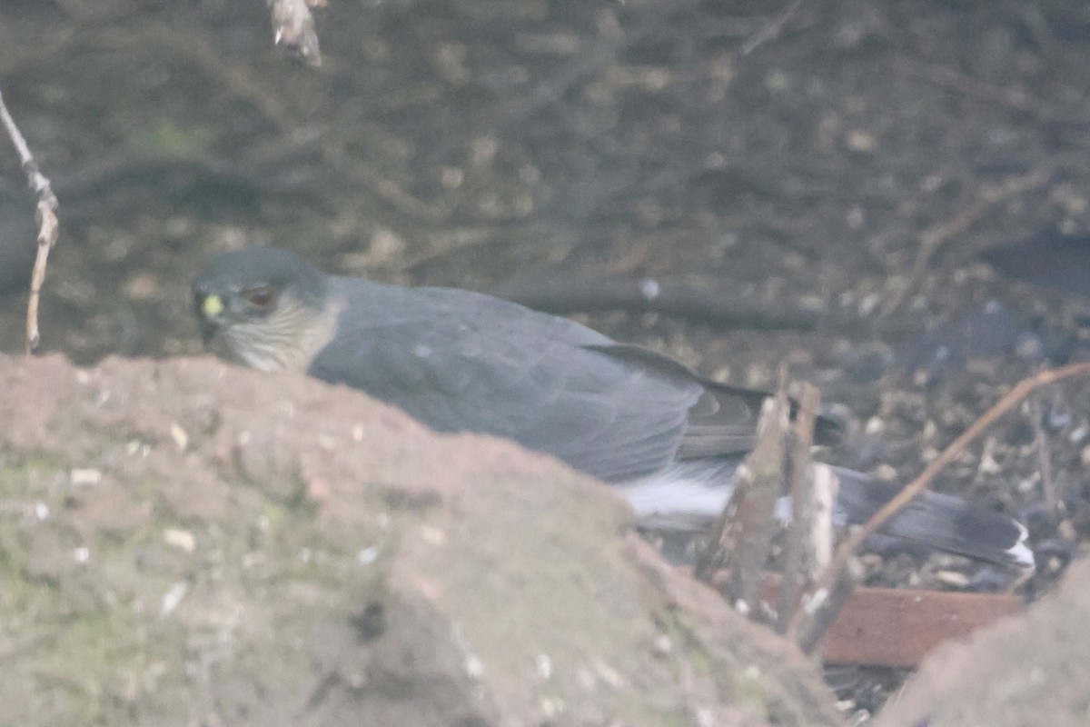 Sharp-shinned Hawk - ML618053007