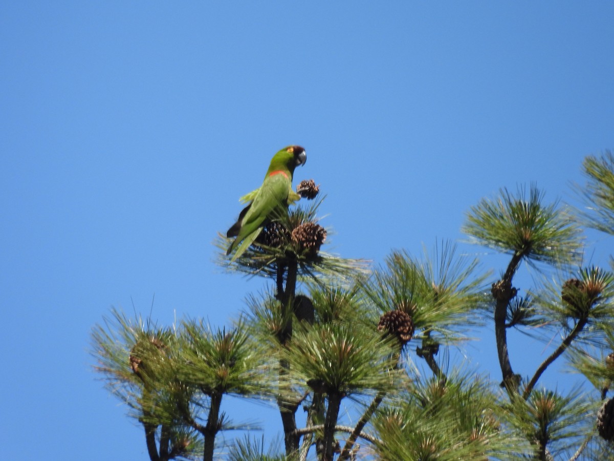 Maroon-fronted Parrot - ML618053035