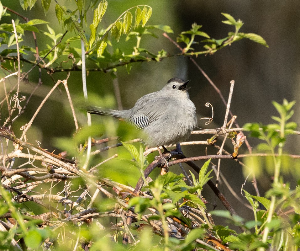 Gray Catbird - ML618053037