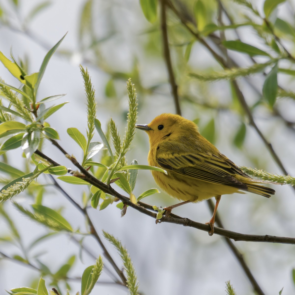 Yellow Warbler - ML618053051