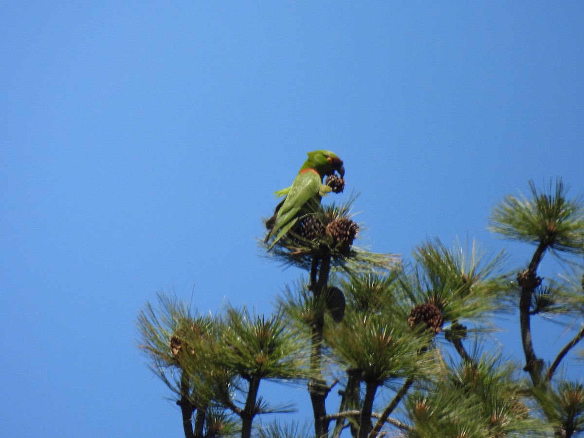 Maroon-fronted Parrot - ML618053066