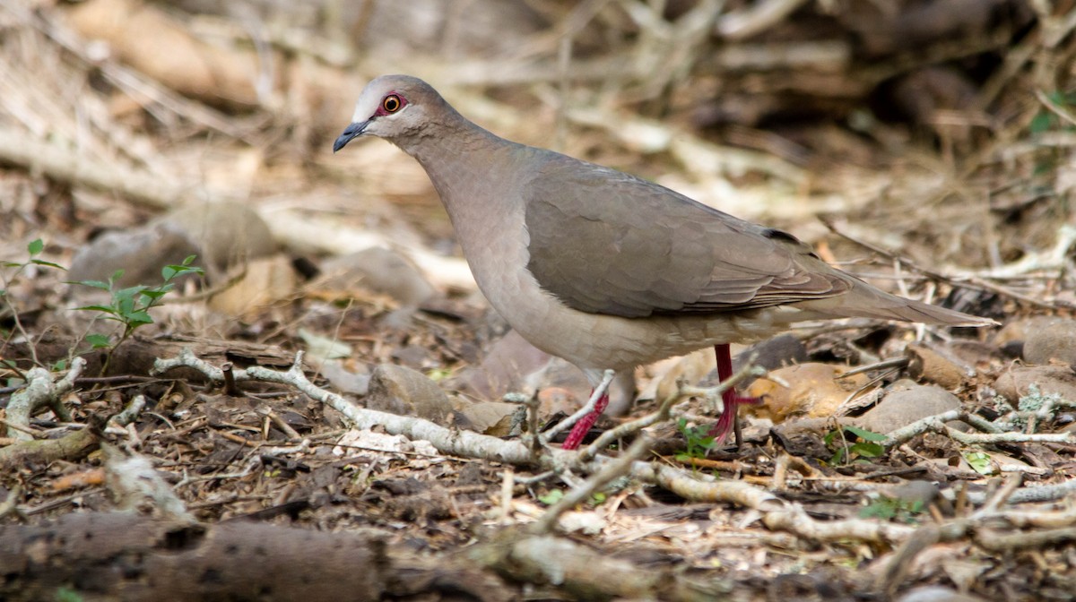 White-tipped Dove - ML618053082