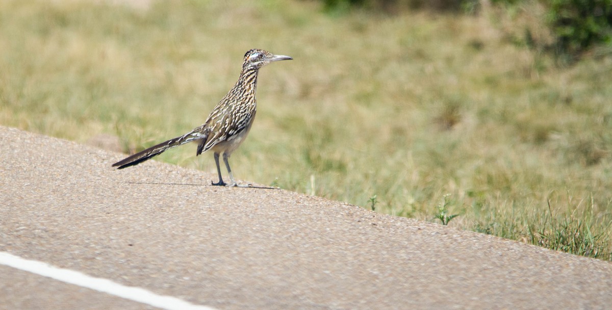 Greater Roadrunner - ML618053089