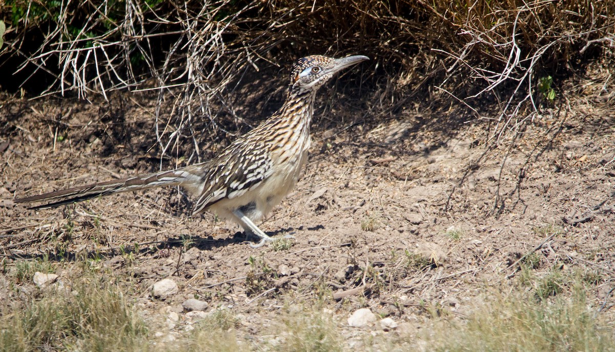 Greater Roadrunner - ML618053090