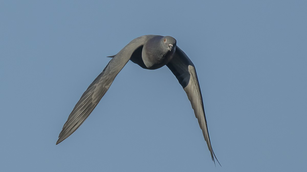 Rock Pigeon (Feral Pigeon) - ML618053116