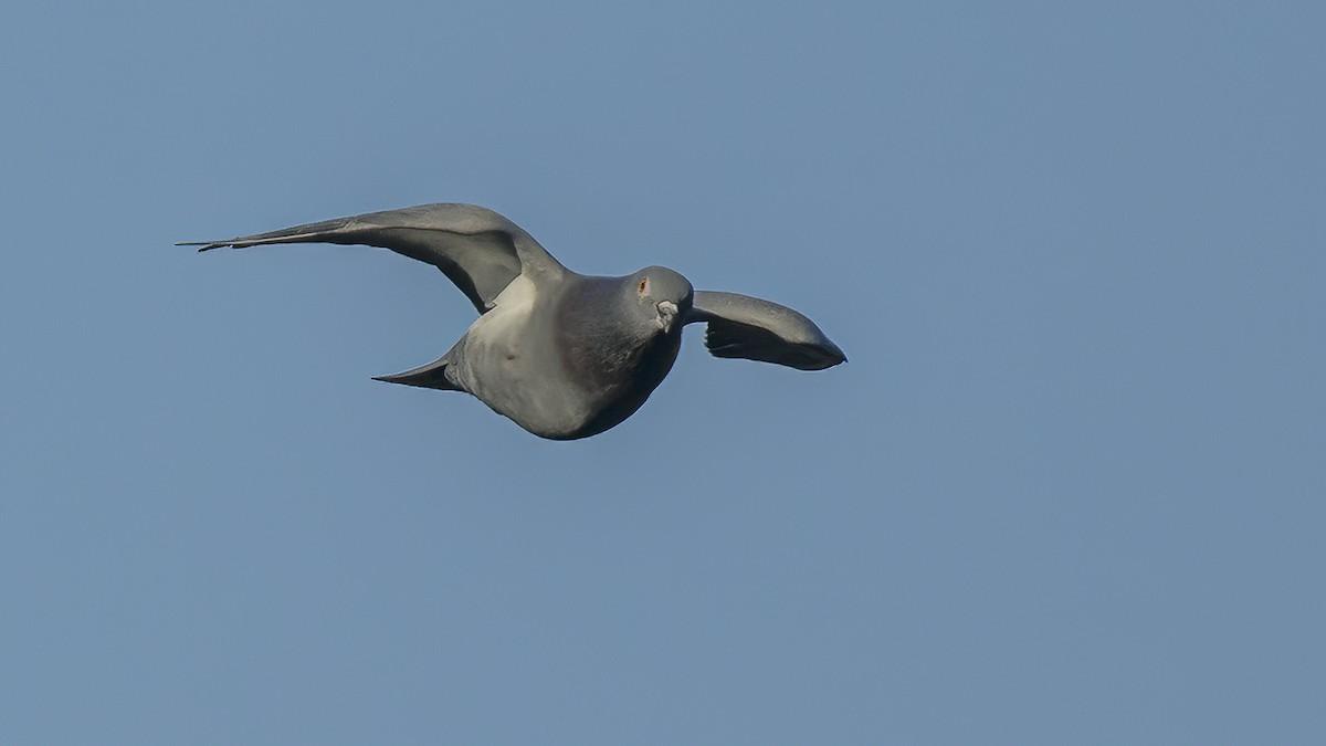 Rock Pigeon (Feral Pigeon) - ML618053120