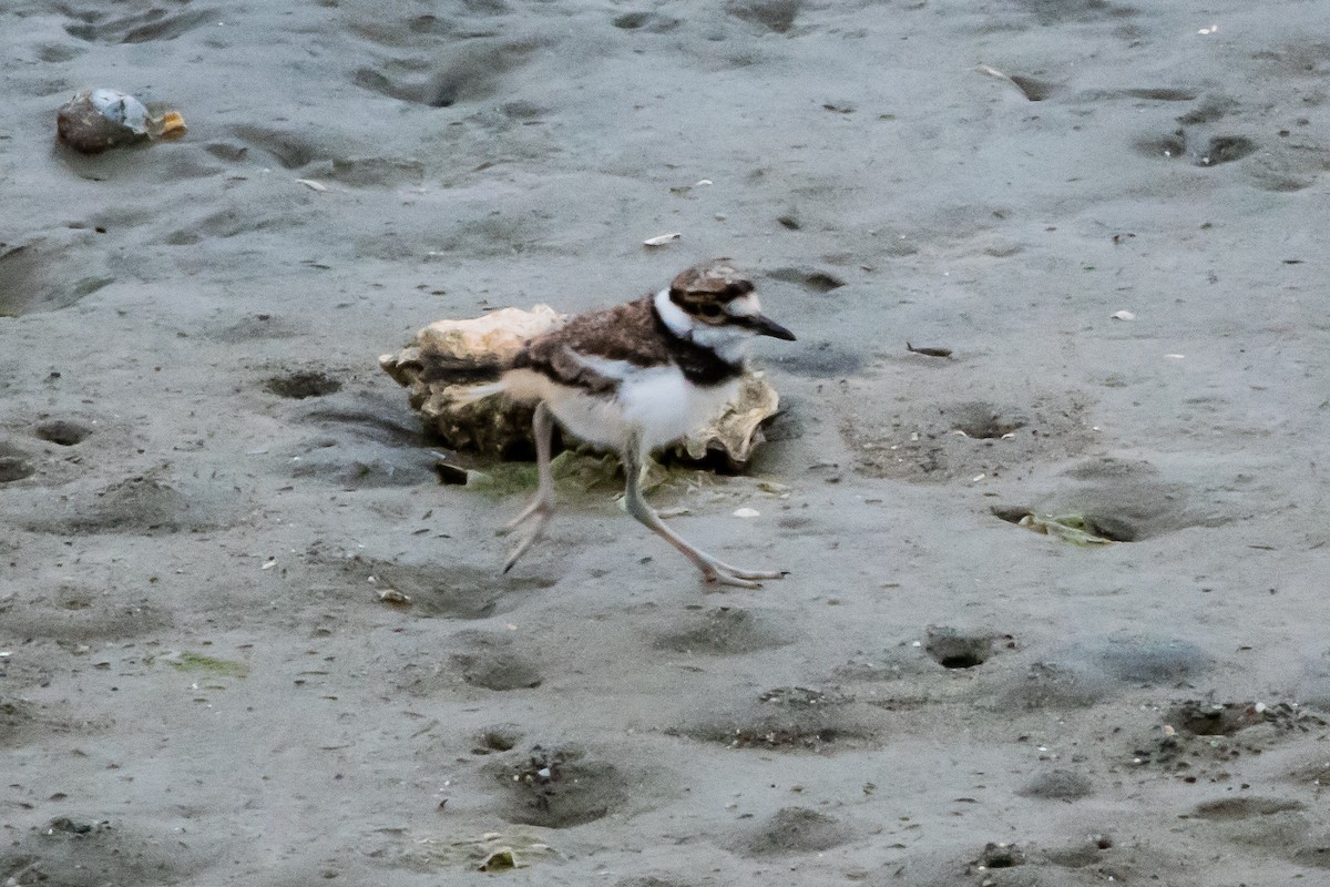 Killdeer - ML618053121