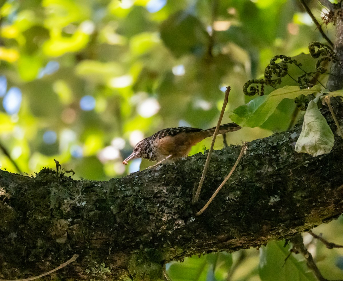 Band-backed Wren - ML618053136