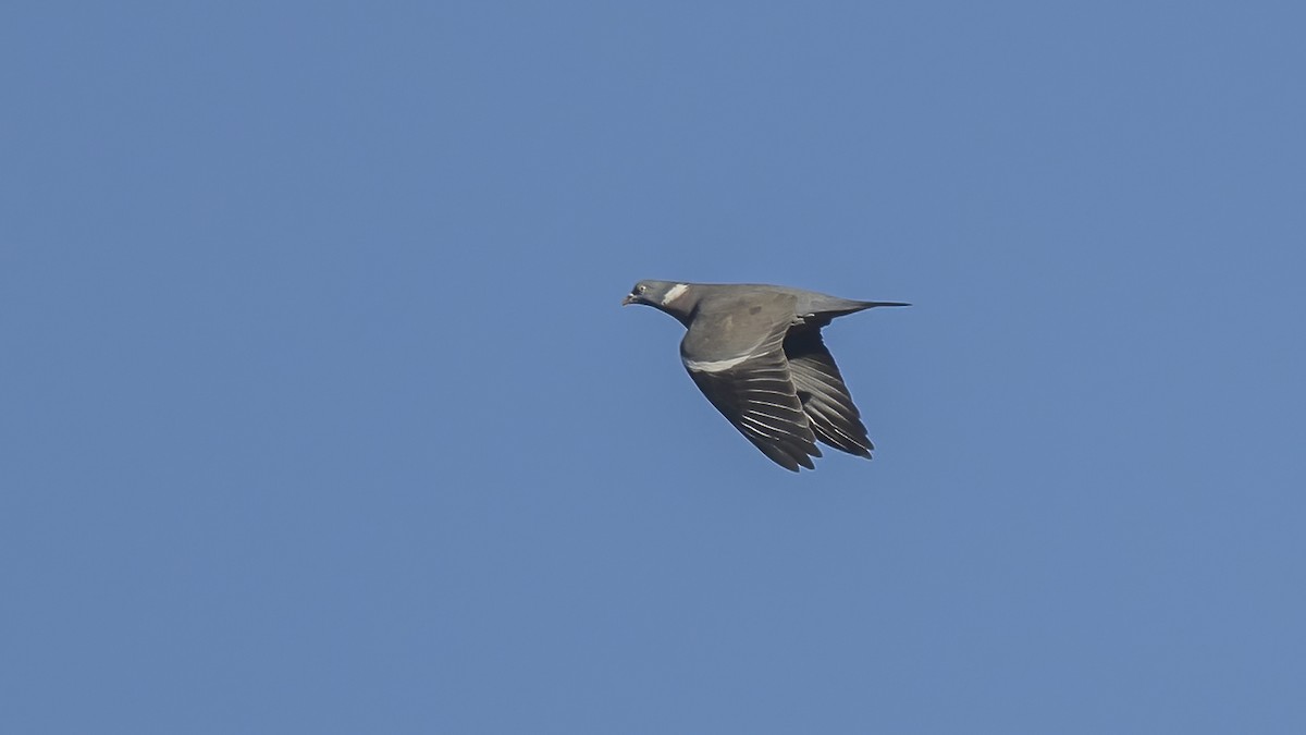 Common Wood-Pigeon - ML618053138