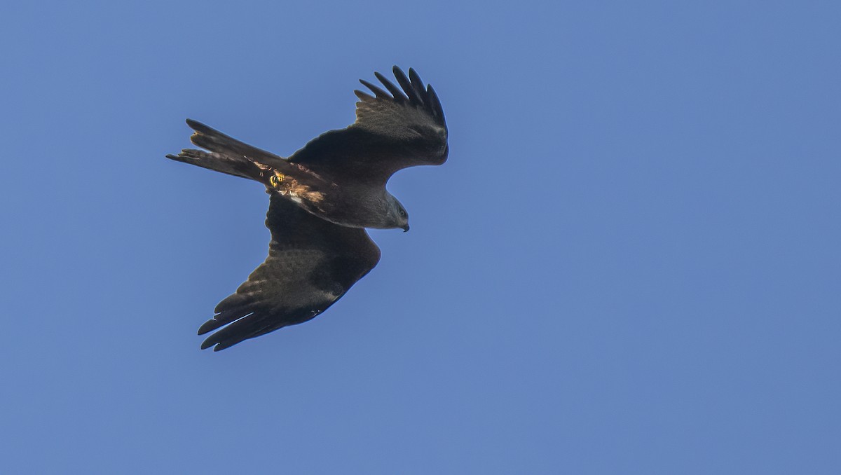 Black Kite - ML618053155