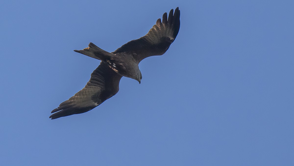 Black Kite - ML618053158