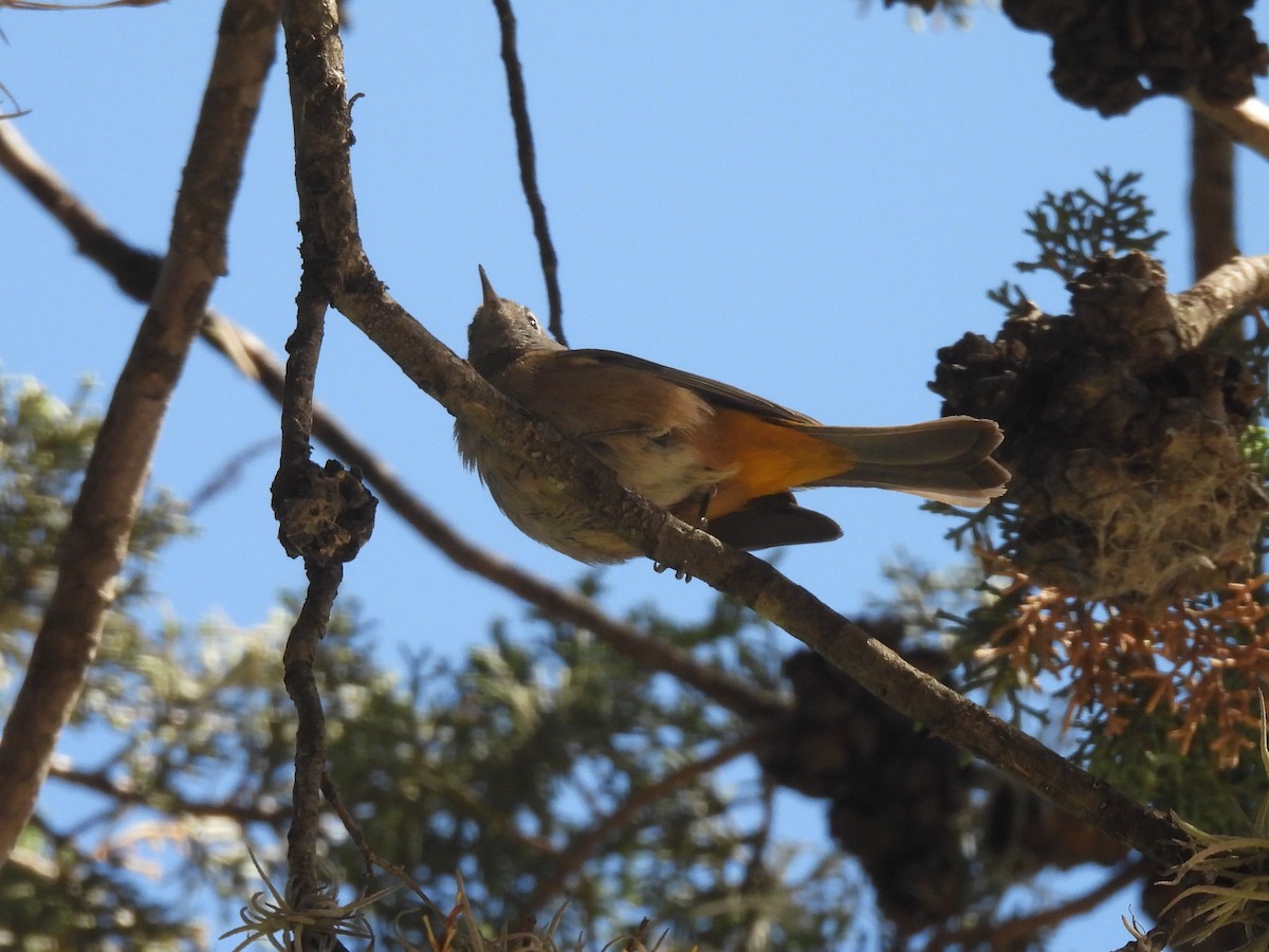 Colima Warbler - Jesús Contreras