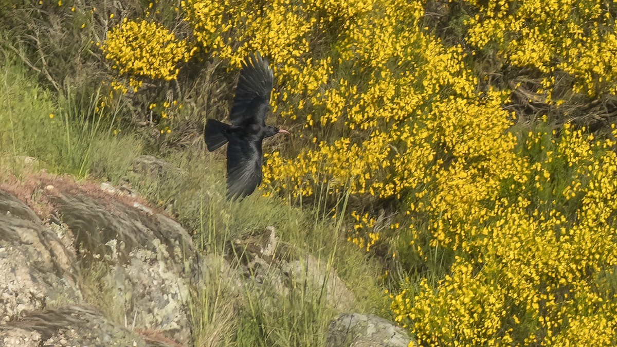 Red-billed Chough - ML618053168