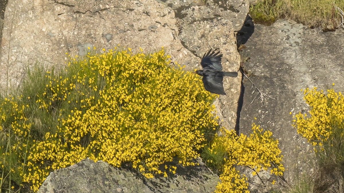 Red-billed Chough - ML618053180